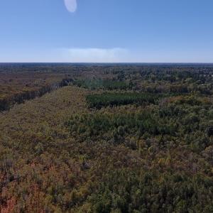 Photo #24 of SOLD property in Off Highway 264 and Lillie Lane, Pactolus, NC 79.9 acres
