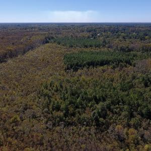 Photo #25 of SOLD property in Off Highway 264 and Lillie Lane, Pactolus, NC 79.9 acres