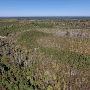 Photo #26 of SOLD property in Off Highway 264 and Lillie Lane, Pactolus, NC 79.9 acres