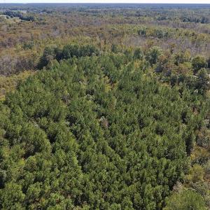 Photo #28 of SOLD property in Off Highway 264 and Lillie Lane, Pactolus, NC 79.9 acres