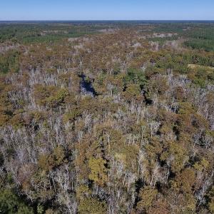 Photo #9 of SOLD property in Off Highway 264 and Lillie Lane, Pactolus, NC 79.9 acres
