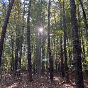 Photo #17 of SOLD property in Off Oliver Drive, Smithfield, VA 4.9 acres