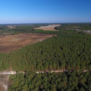 Photo #11 of Off Highway 41 South, Lake View, SC 76.4 acres