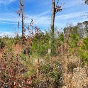 Photo #10 of SOLD property in Off Mullet Drive, Ivor, VA 25.5 acres