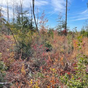 Photo #11 of SOLD property in Off Mullet Drive, Ivor, VA 25.5 acres