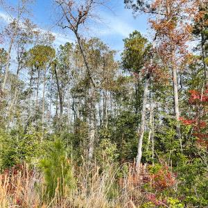 Photo #12 of SOLD property in Off Mullet Drive, Ivor, VA 25.5 acres