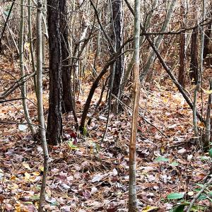 Photo #18 of SOLD property in Off Mullet Drive, Ivor, VA 25.5 acres