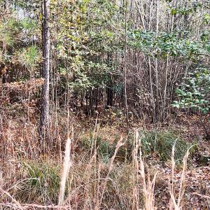 Photo #19 of SOLD property in Off Mullet Drive, Ivor, VA 25.5 acres