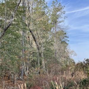 Photo #21 of SOLD property in Off Mullet Drive, Ivor, VA 25.5 acres
