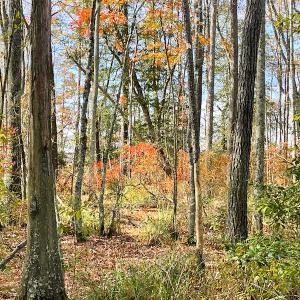 Photo #22 of SOLD property in Off Mullet Drive, Ivor, VA 25.5 acres