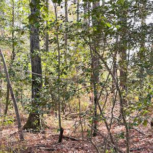 Photo #23 of SOLD property in Off Mullet Drive, Ivor, VA 25.5 acres