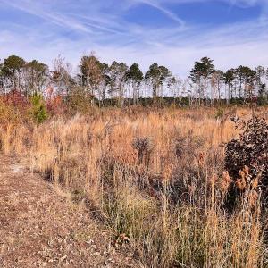 Photo #3 of SOLD property in Off Mullet Drive, Ivor, VA 25.5 acres