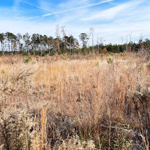 Photo #5 of SOLD property in Off Mullet Drive, Ivor, VA 25.5 acres