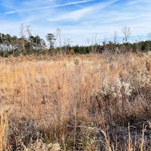 Photo #6 of SOLD property in Off Mullet Drive, Ivor, VA 25.5 acres