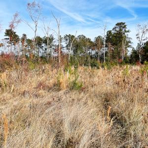 Photo #7 of SOLD property in Off Mullet Drive, Ivor, VA 25.5 acres