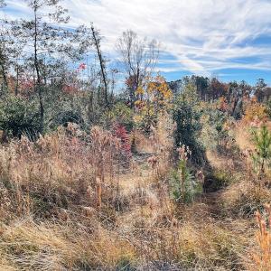 Photo #8 of SOLD property in Off Mullet Drive, Ivor, VA 25.5 acres