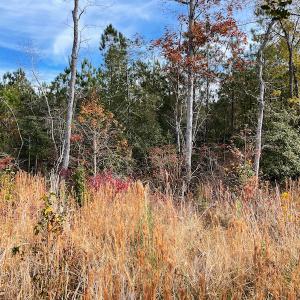 Photo #9 of SOLD property in Off Mullet Drive, Ivor, VA 25.5 acres