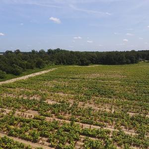 Photo #4 of SOLD property in Off Brayboy Road, Rowland, NC 10.0 acres