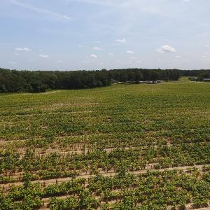 Photo #5 of SOLD property in Off Brayboy Road, Rowland, NC 10.0 acres