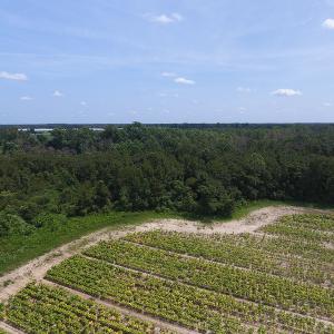 Photo #6 of SOLD property in Off Brayboy Road, Rowland, NC 10.0 acres