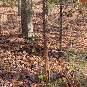 Photo #10 of SOLD property in Off Middlebrook Dr, Doswell, VA 16.8 acres