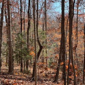 Photo #11 of SOLD property in Off Middlebrook Dr, Doswell, VA 16.8 acres