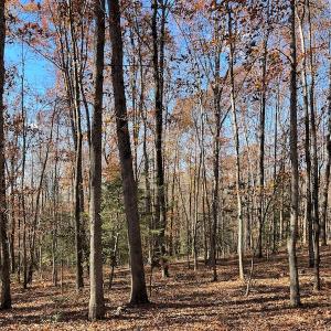 Photo #12 of SOLD property in Off Middlebrook Dr, Doswell, VA 16.8 acres