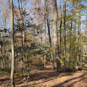 Photo #17 of SOLD property in Off Middlebrook Dr, Doswell, VA 16.8 acres