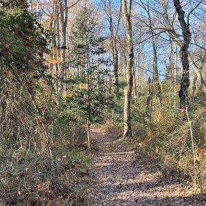 Photo #21 of SOLD property in Off Middlebrook Dr, Doswell, VA 16.8 acres