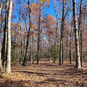 Photo #6 of SOLD property in Off Middlebrook Dr, Doswell, VA 16.8 acres