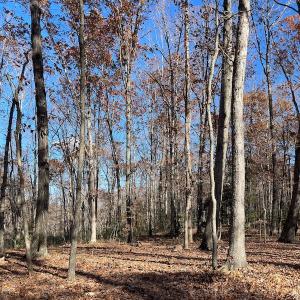 Photo #8 of SOLD property in Off Middlebrook Dr, Doswell, VA 16.8 acres
