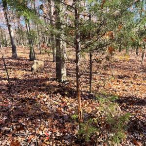 Photo #9 of SOLD property in Off Middlebrook Dr, Doswell, VA 16.8 acres