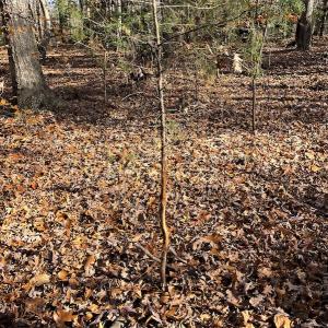 Photo #10 of SOLD property in Off Middlebrook Dr, Doswell, VA 13.8 acres