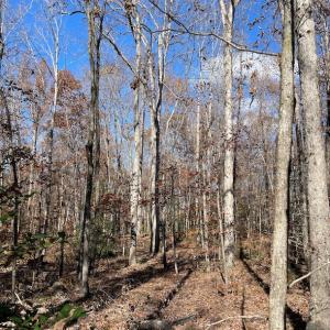 Photo #13 of SOLD property in Off Middlebrook Dr, Doswell, VA 13.8 acres