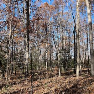 Photo #14 of SOLD property in Off Middlebrook Dr, Doswell, VA 13.8 acres