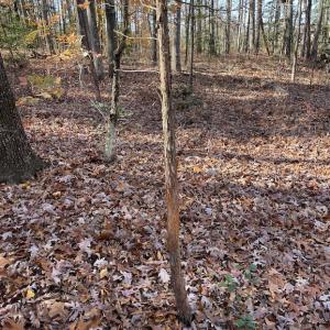 Photo #16 of SOLD property in Off Middlebrook Dr, Doswell, VA 13.8 acres