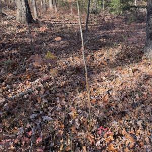 Photo #17 of SOLD property in Off Middlebrook Dr, Doswell, VA 13.8 acres