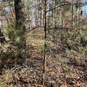 Photo #3 of SOLD property in Off Middlebrook Dr, Doswell, VA 13.8 acres