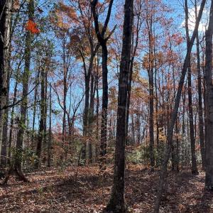 Photo #6 of SOLD property in Off Middlebrook Dr, Doswell, VA 13.8 acres