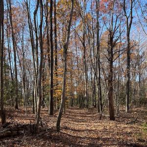 Photo #9 of SOLD property in Off Middlebrook Dr, Doswell, VA 13.8 acres