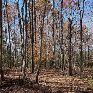 Photo #9 of SOLD property in Off Middlebrook Dr, Doswell, VA 13.8 acres