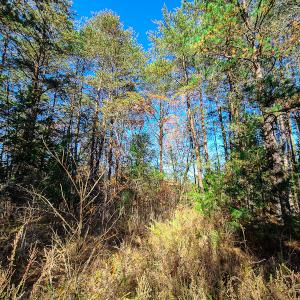 Photo #10 of SOLD property in Off McGinnis Lane, Ringgold, VA 5.0 acres