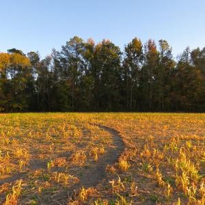 Photo #11 of SOLD property in Off Dallas Road, Lumberton, NC 98.3 acres