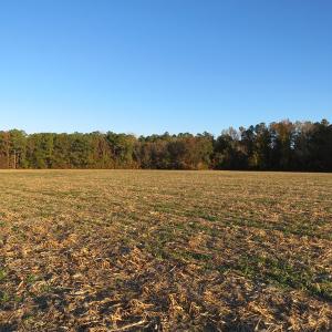 Photo #3 of SOLD property in Off Dallas Road, Lumberton, NC 98.3 acres