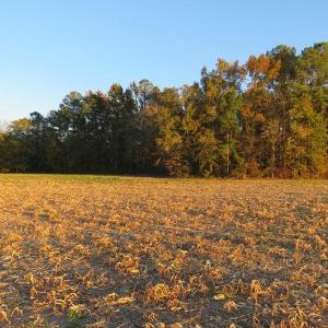 Photo #4 of SOLD property in Off Dallas Road, Lumberton, NC 98.3 acres