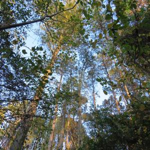 Photo #5 of SOLD property in Off Dallas Road, Lumberton, NC 98.3 acres