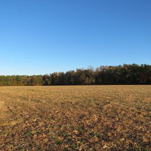 Photo #6 of SOLD property in Off Dallas Road, Lumberton, NC 98.3 acres
