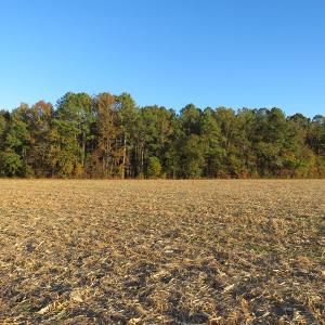 Photo #7 of SOLD property in Off Dallas Road, Lumberton, NC 98.3 acres