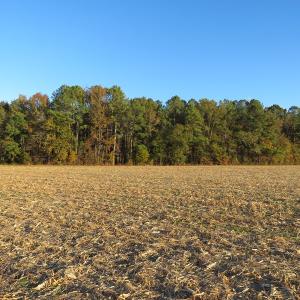 Photo #7 of SOLD property in Off Dallas Road, Lumberton, NC 98.3 acres