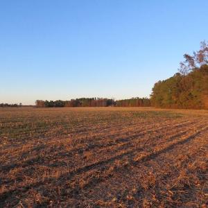 Photo #8 of SOLD property in Off Dallas Road, Lumberton, NC 98.3 acres